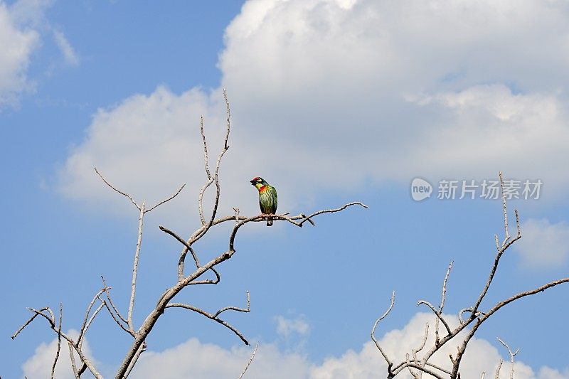 鸟在干树枝上