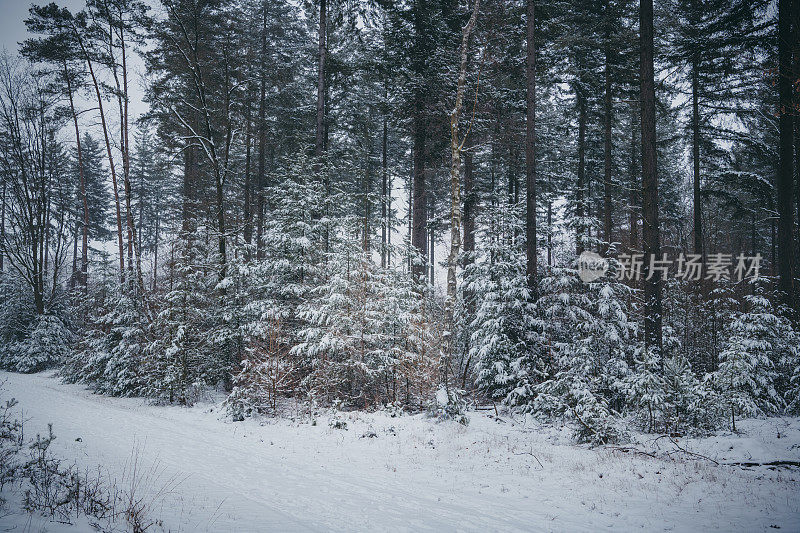 在一个刚刚下过雪的寒冷冬日里，在一片白雪覆盖的松树林中的小路上