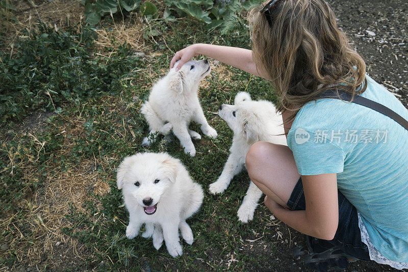 阿布鲁佐牧羊犬小狗