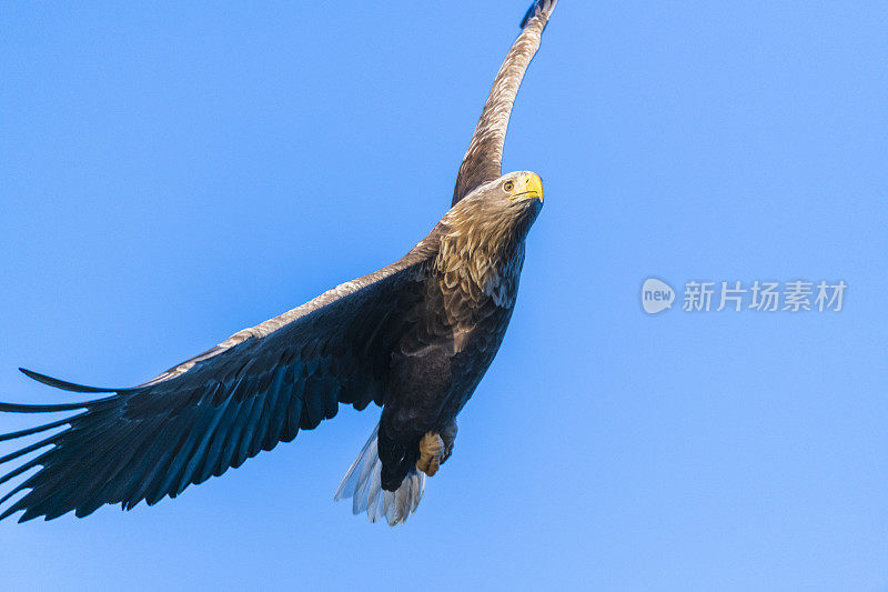 在挪威北部上空觅食的白尾鹰或海鹰