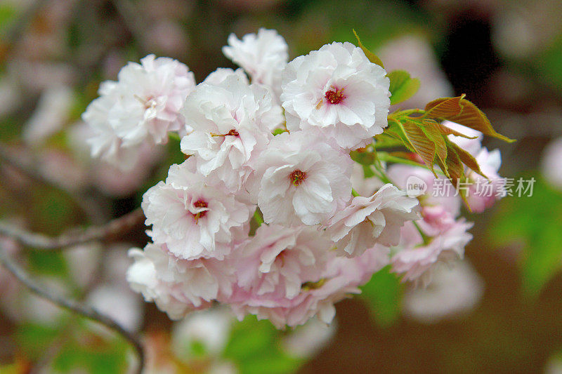 东京樱花盛开，重瓣樱