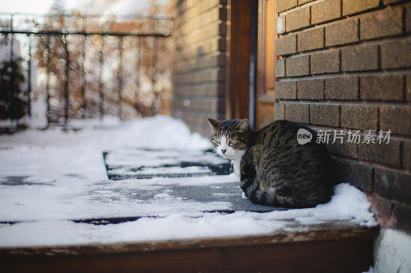 冬天门廊上的一只猫