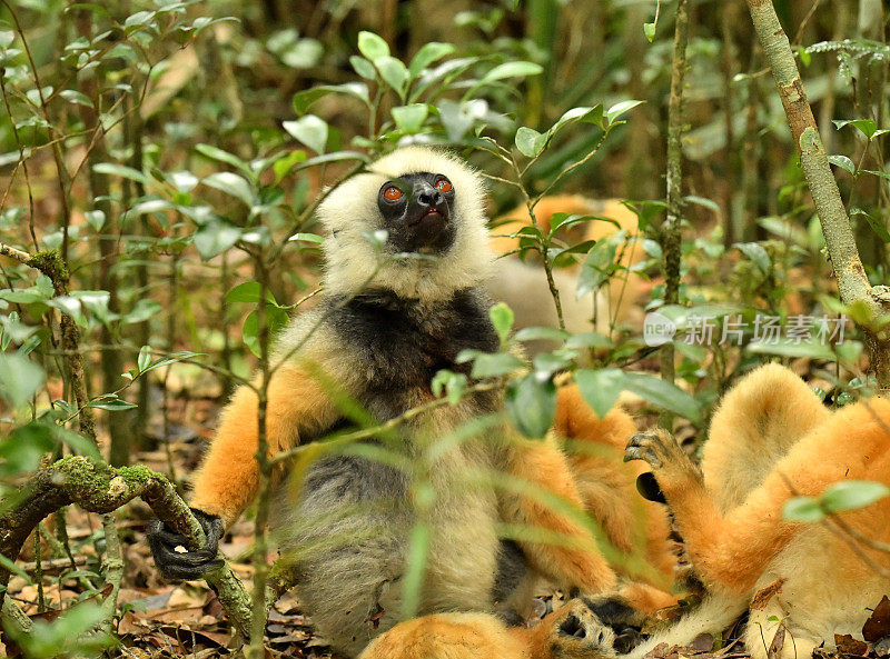 王冠Sifaka