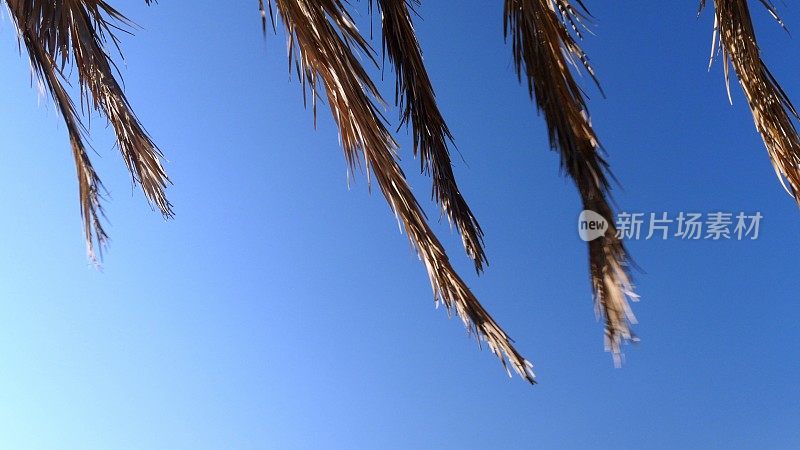 在一个有风的日子里，棕榈树的树枝在蓝天下摇摆。