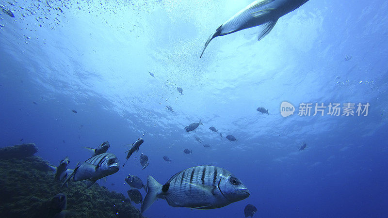 马尾鱼或白色的鲷鱼(马尾鱼)游过马德拉岛海岸的珊瑚礁