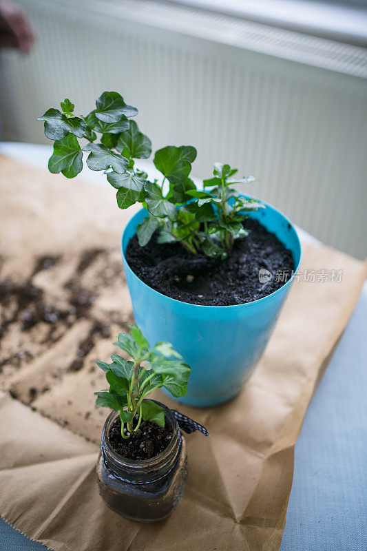 在花盆里种植物的人