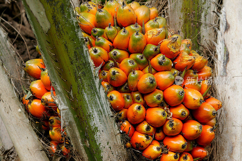 用于榨油的油棕榈种植园