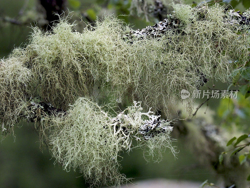 苏格兰高地上生长的老人胡须地衣