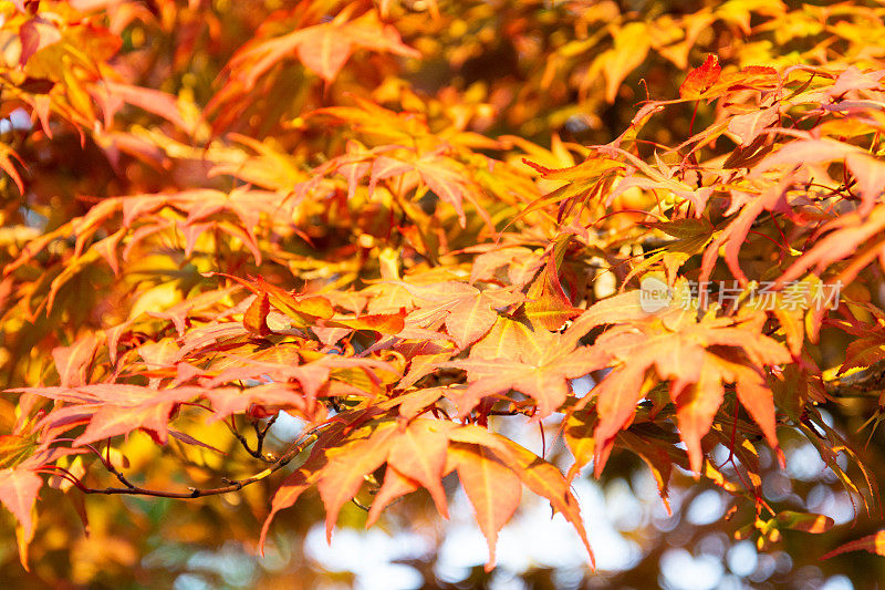 秋天。橘色枫树叶的近景。