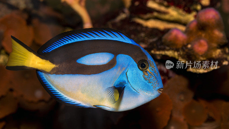 蓝色刺尾鱼的特写，受欢迎的热带水族馆宠物