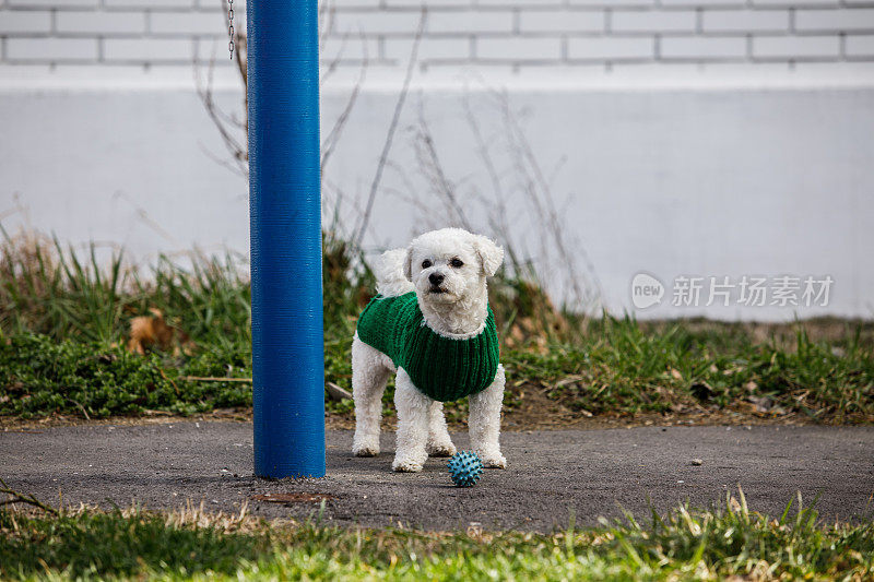 穿着绿色毛衣的比雄犬站在消防栓旁边