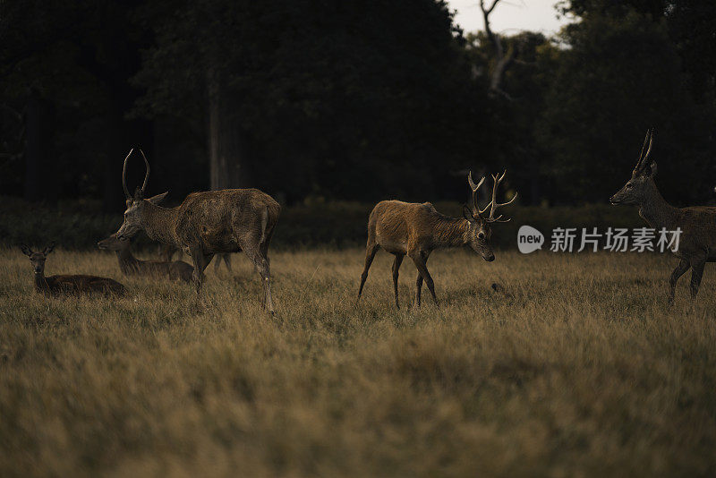 清晨的鹿