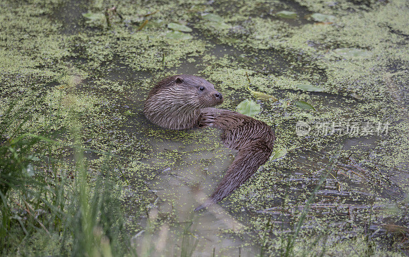 欧洲水獭