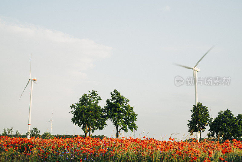 乡村景观有农田，风力发电机和红罂粟
