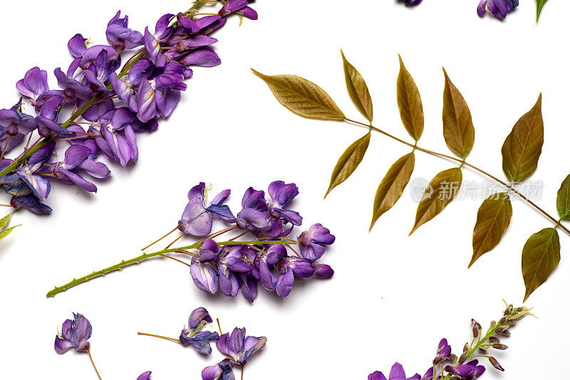 紫色的金合欢花平铺在白色的背景上