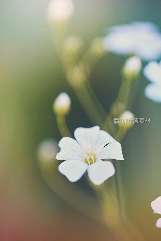 Gypsophila植物正在开花