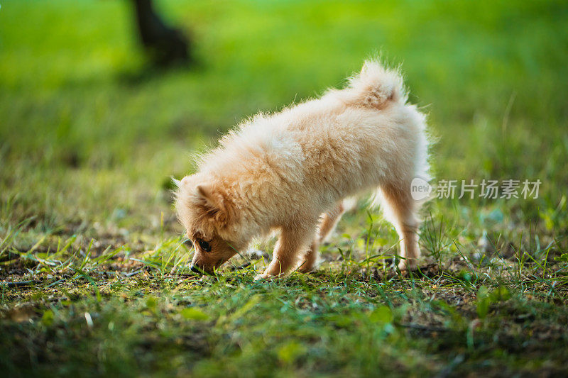 可爱的博美犬在草丛中嗅来嗅去