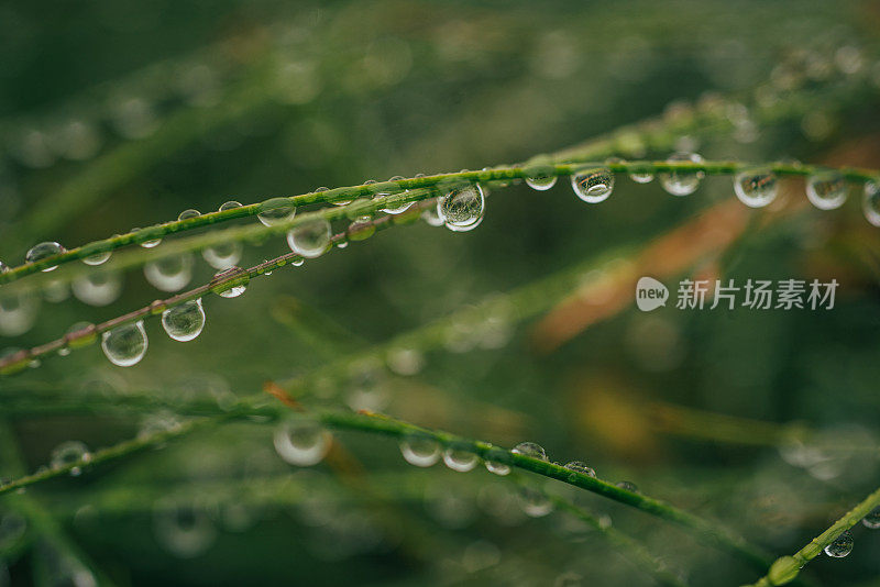 草近距离与雨滴库存照片