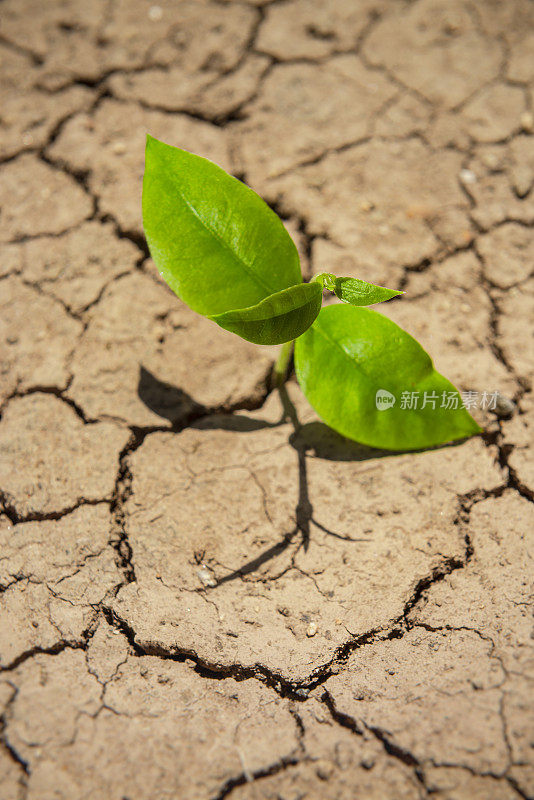 植物在干裂的土壤中生长。