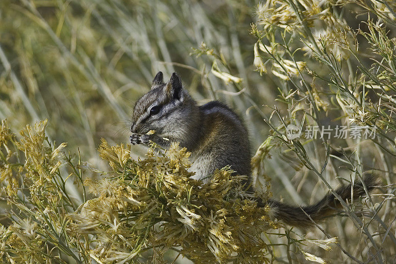 吃兔子的花栗鼠，在加州的白山，因约国家森林。