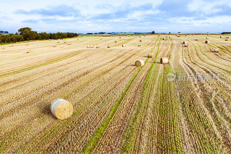 这是苏格兰西南部邓弗里斯和加洛韦的田野里，一群刚割下的圆稻草捆发出的嗡嗡声
