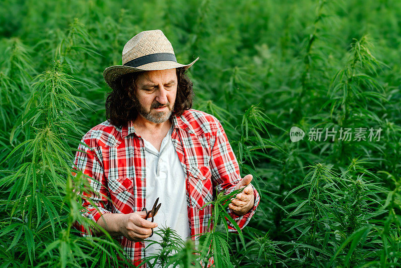 男子采集医用大麻