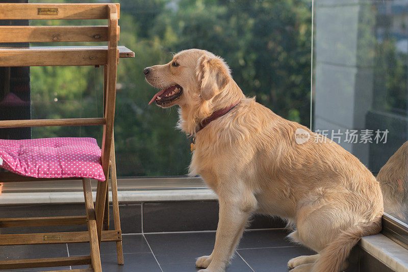 一只金毛猎犬坐在阳台上。