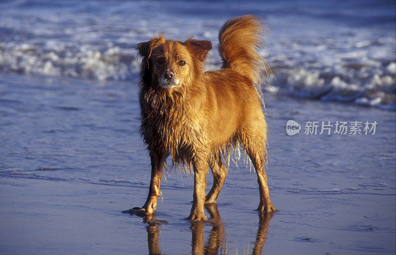 金毛猎犬杂交犬