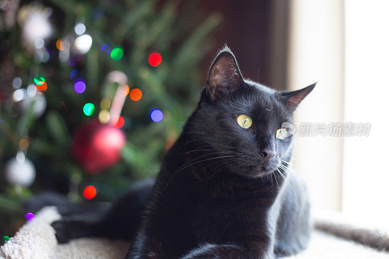 美丽的黑猫看着窗外，背景是圣诞树