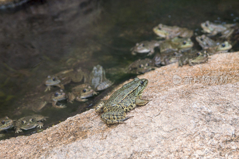 一群低地豹蛙在水中和水中