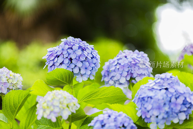 近距离的绣球花在花园里