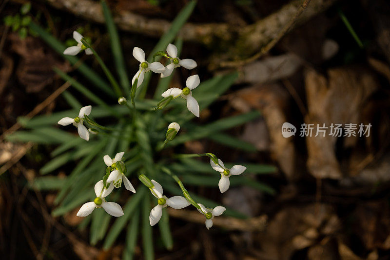 雪花莲从森林的土壤上俯瞰