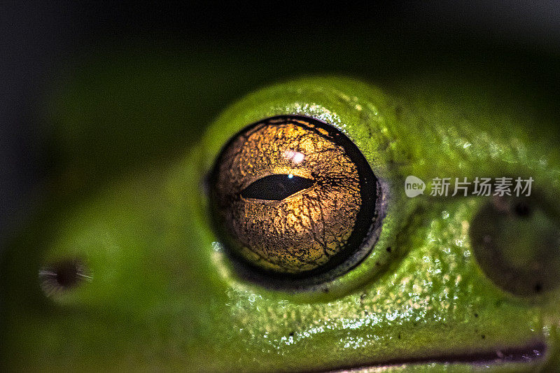 近距离的绿色树蛙的眼睛