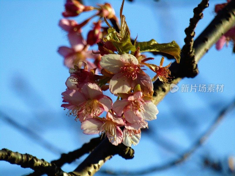 日本。2月。梅花开了。