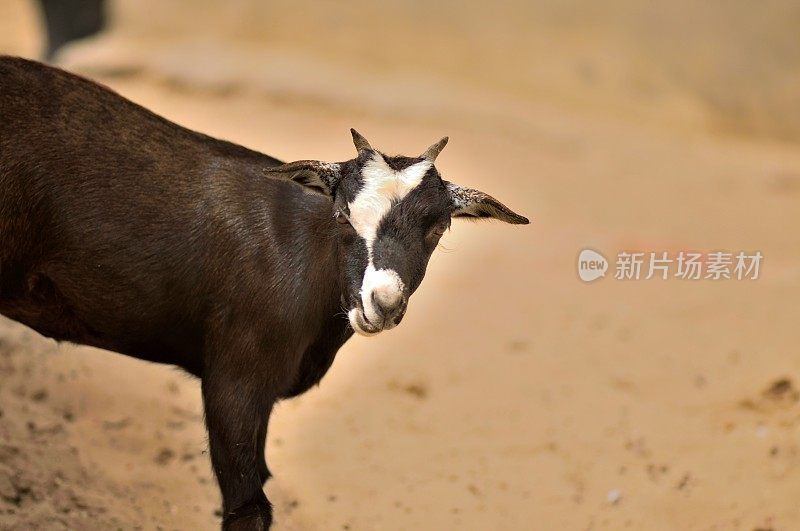 塞内加尔小山羊在看相机