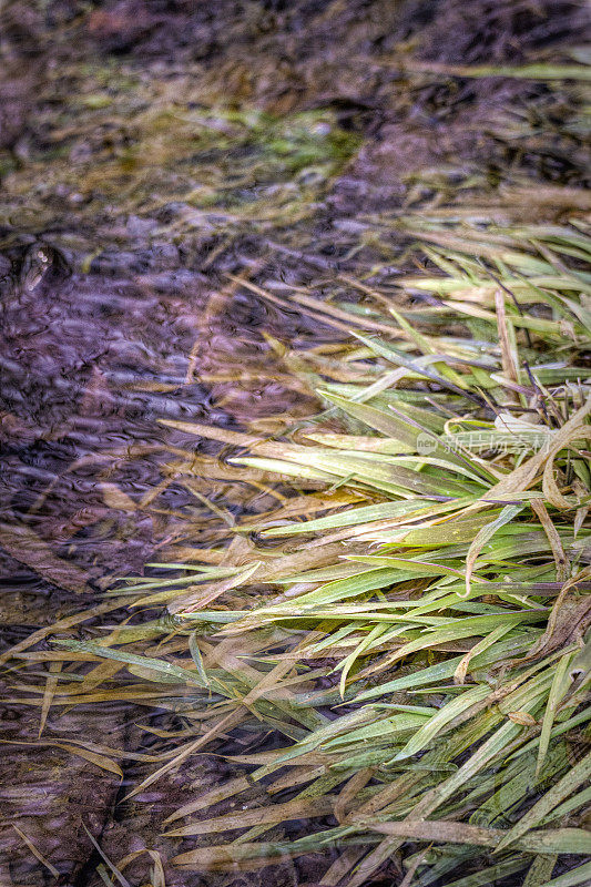 背景-自然-流水上的绿草