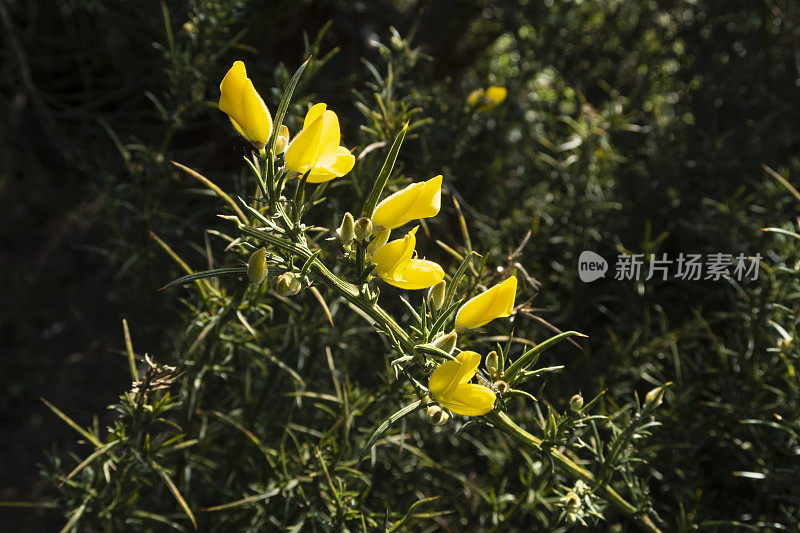 金雀花西班牙加利西亚