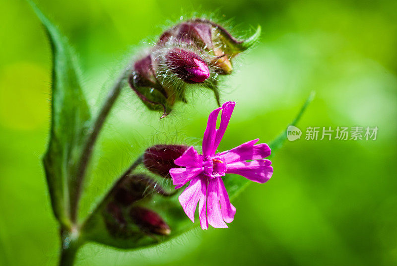 天竺葵花-天竺葵科植物的一个属。