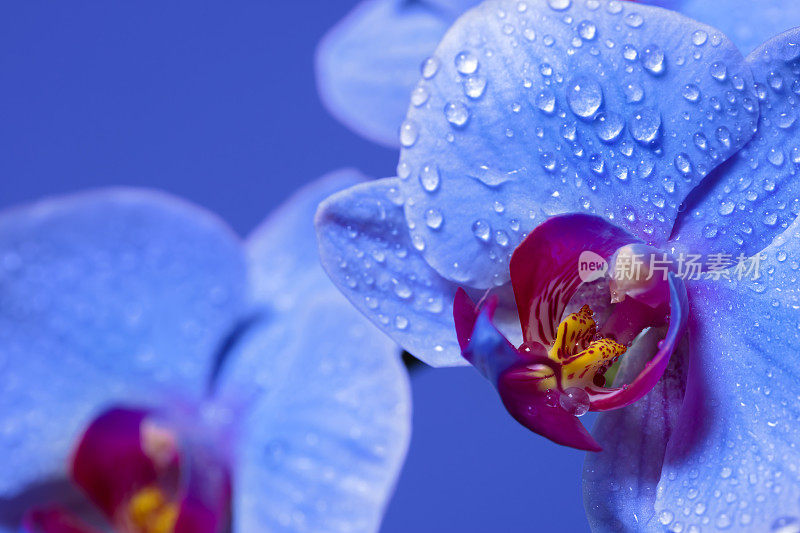 兰花花与雨滴特写