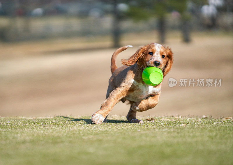 行动照片的工作可卡犬奔跑，挪威奥斯陆