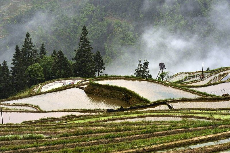 中国贵州，雨中的梯田