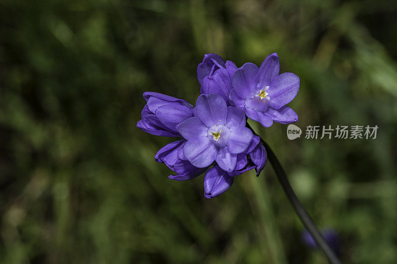 双翅龙属天门冬科开花植物。它唯一的品种是双翅龙，俗称蓝阴茎，紫头龙和brodiaea。甜面包岭州立公园;加州索诺玛县的马亚卡玛斯山脉。