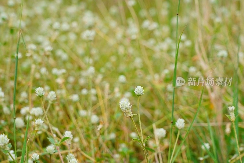 特写:大自然中的白花草