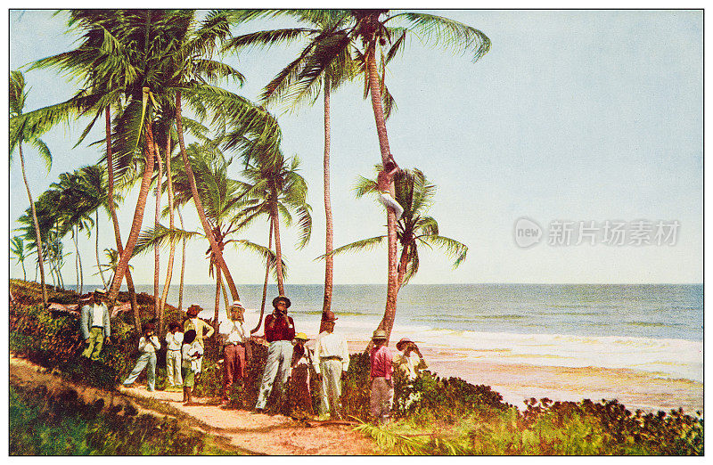 古色古香的照片:海边的椰林