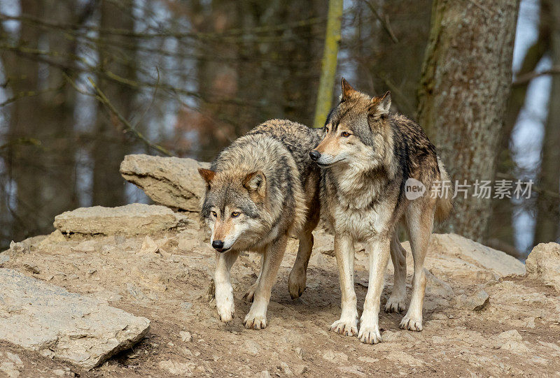 两个加拿大森林狼