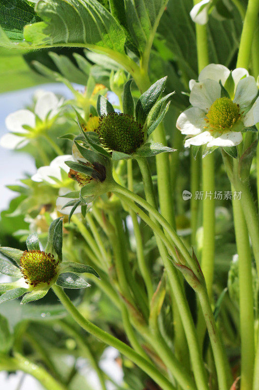 全帧草莓植物，白色的花和绿色的叶子种植在塑料花盆，蓝色的天空和白云的背景，聚焦前景