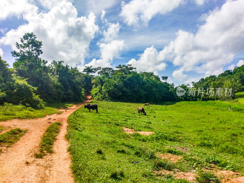 古巴Viñales山谷的牛正在吃草