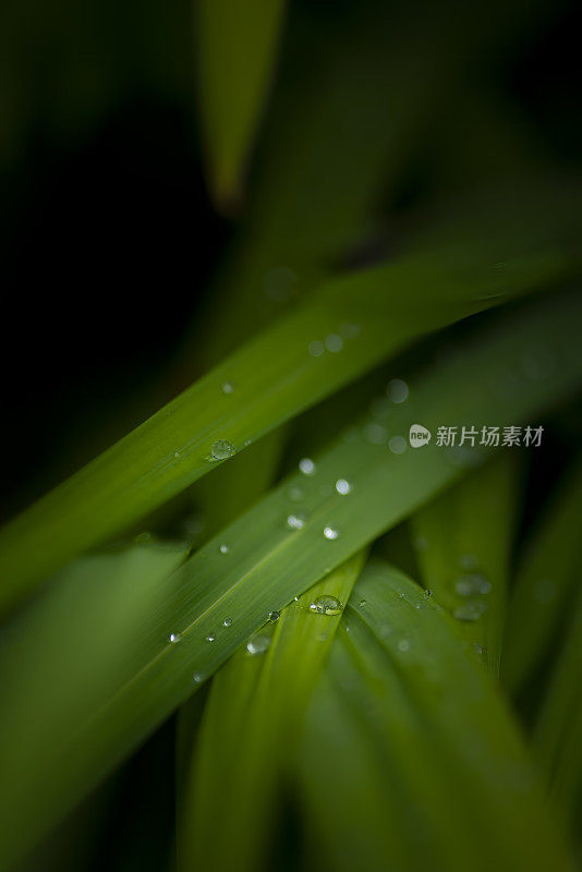 叶子与雨滴