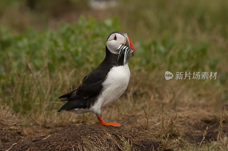 海雀(北极兄弟会)