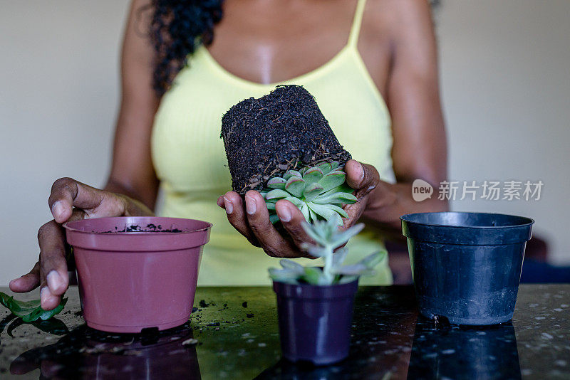 女性手重植小肉质植物的细节